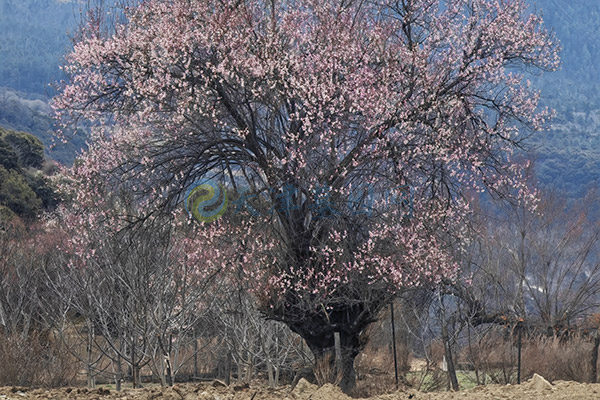 代客祭扫 · 云端寄思 —— 天津墓园便民服务