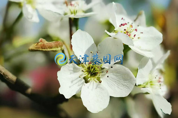 天津墓园墓碑高度不能超过坟头吗？传统习俗与实际规定解析